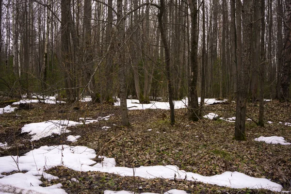 Principios Primavera Bosque Mixto Coníferas Sin Hierba Hojas Con Manchas —  Fotos de Stock