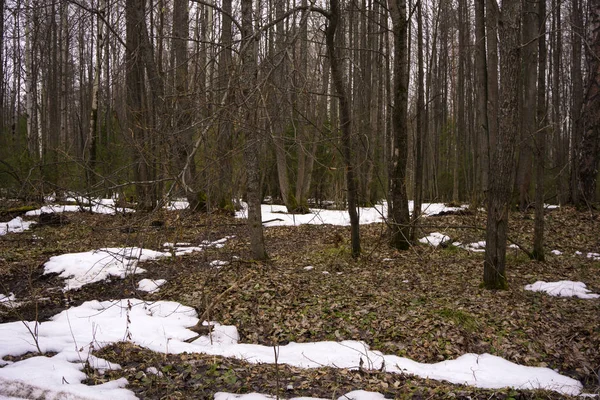 Début Printemps Dans Une Forêt Mixte Conifères Sans Herbe Sans — Photo