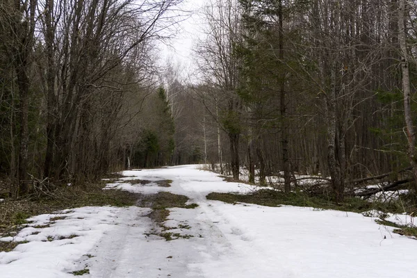 Camino Tierra Helada Claro Bosque Principios Primavera Durante Derretimiento Nieve —  Fotos de Stock