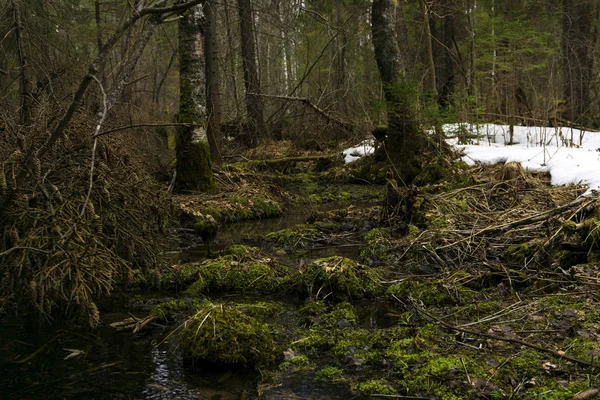 Matorrales Pantanosos Bosques Mixtos Coníferas Del Clima Boreal Durante Derretimiento —  Fotos de Stock