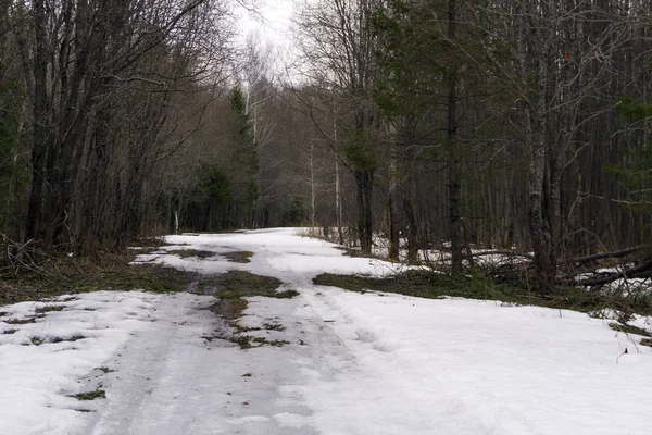 Camino Tierra Helada Claro Bosque Principios Primavera Durante Derretimiento Nieve —  Fotos de Stock