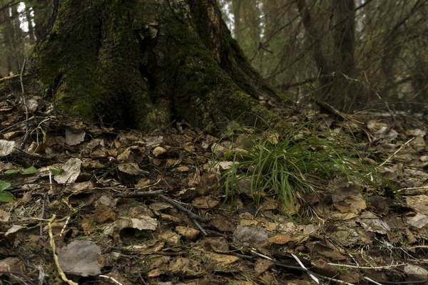 Première Herbe Début Printemps Pied Vieil Arbre — Photo