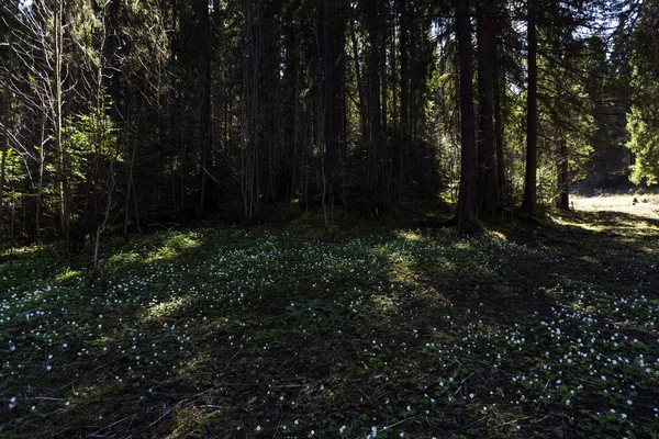 Claro Primavera Sombreado Bosque Abetos Cubierto Con Muchas Pequeñas Flores —  Fotos de Stock