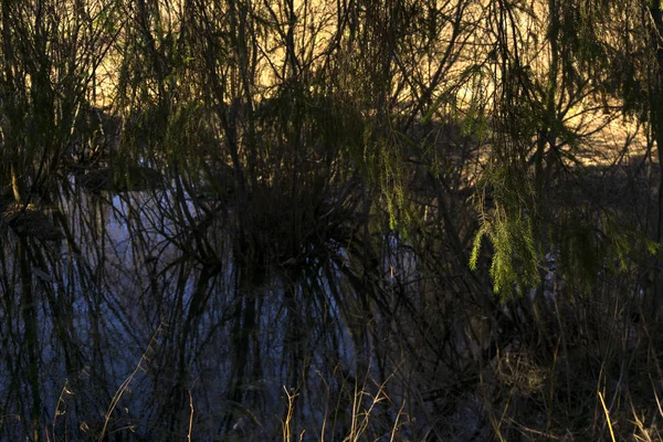 Lago Bois Isolado Vale Rio Primavera Coberto Com Arbustos Salgueiro — Fotografia de Stock