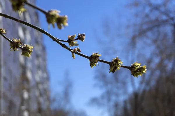 几乎没有开花在春季小叶和花序的枫叶树特写镜头模糊背景 — 图库照片