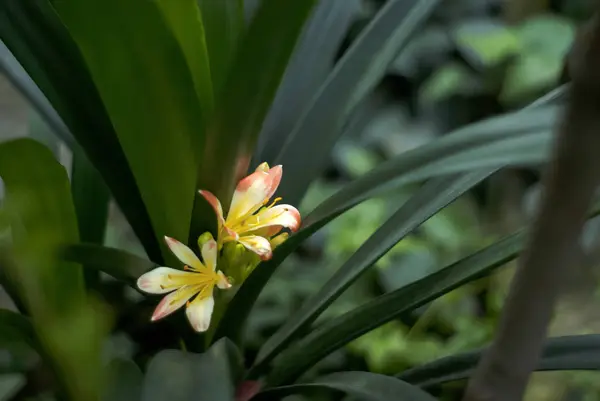 Hermosas Flores Naranjas Primer Plano Clivia Sobre Fondo Floral Verde — Foto de Stock