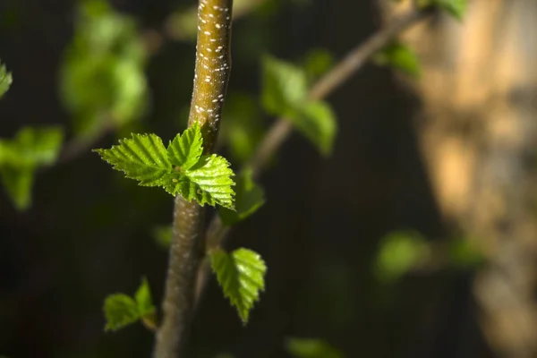 Freshly Blossoming Little Fresh Green Bright Spring Leaves Shadowy Blurred — Stock Photo, Image
