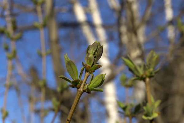 Barely Opened Spring Buds Young Leaves Tree Branch Close — Stock Photo, Image