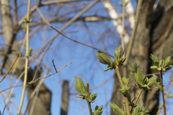 Barely Opened Spring Buds Young Leaves Tree Branch Close — Stock Photo, Image