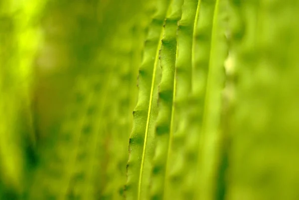 Borroso Brillante Verde Abstracto Floral Natural Fondo —  Fotos de Stock