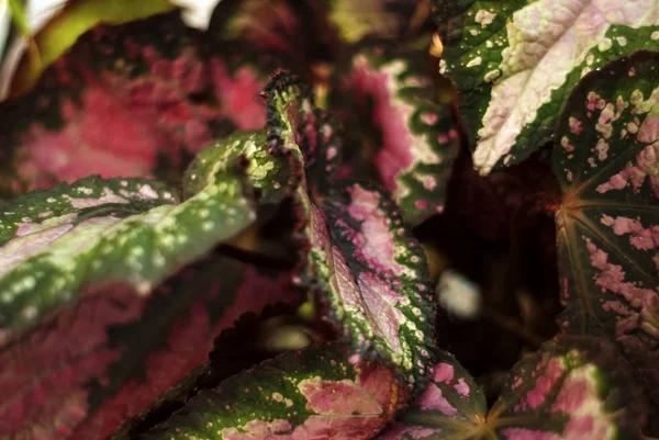 Tropische Plant Achtergrond Kleurrijke Gevlekte Coleus Bladeren Gedeeltelijk Wazig — Stockfoto