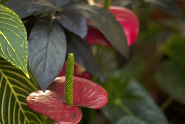 Fondo Tropical Floral Con Una Flor Anturio Primer Plano — Foto de Stock