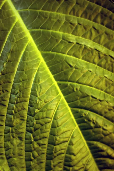 花の背景 自然の葉脈のある熱帯の植物の広い緑の葉の表面 — ストック写真