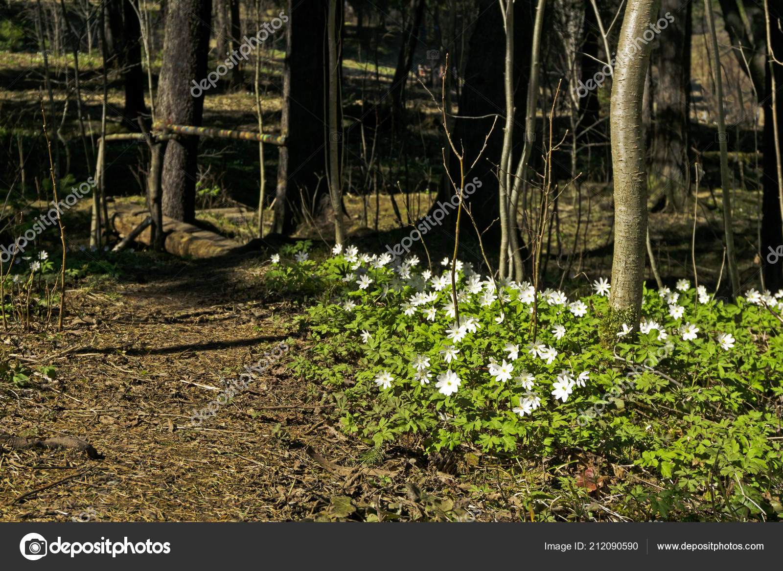 Groupe Fleurs Blanches Perce Neige Anemone Uralensis Dans Forêt Printanière  image libre de droit par Haritonoff © #212090590
