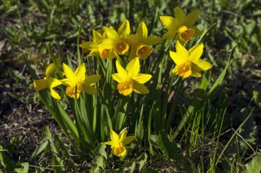 nergis bahar'ın bahçesinde ilk bahar sarı çiçek