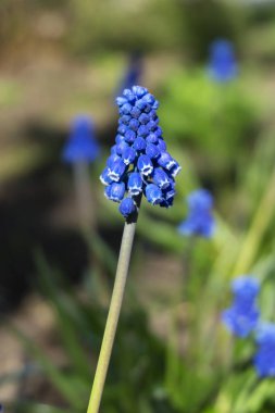 Bahçe üzüm sümbül closeup demet küçük güzel parlak mavi önümüzdeki