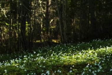 bahar gölgeli orman glade benekli güneş ışığı, kardelen beyaz çiçeklerle kaplı