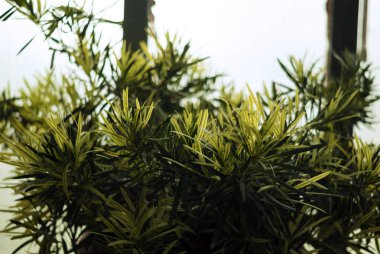 bir pencerede bir kış gününde bir sera içinde tropikal yeşil