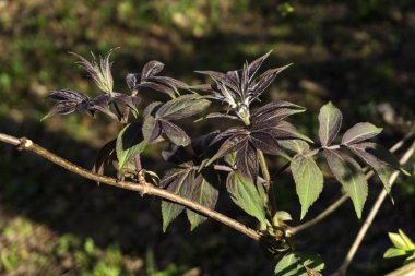 taze küçük taze yeşil parlak bahar çiçek yaprakları bir gölgeli arka plan bulanık üzerinde