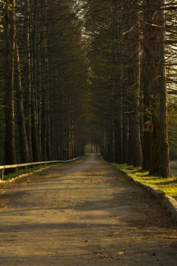 Akşam ışığı ilkbaharda eski parkta sokakta melez (bitki)