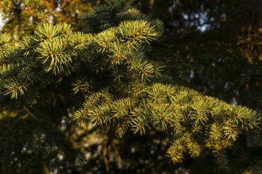 akşam hafif closeup dallarında çeki düzen vermek