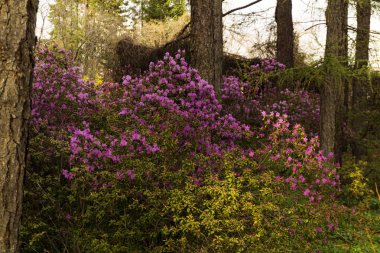 dağ orman içinde mor çiçekler baharda çiçek açan altay ormangülü çalılar