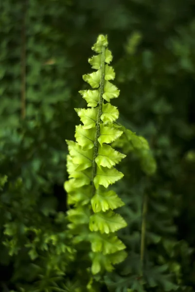 Ljusa Gröna Saftiga Färska Blad Ormbunke Faktiskt Nedsatt Moss Jungermannia — Stockfoto