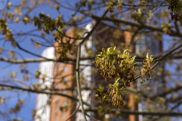 在一个模糊的城市背景上盛开的叶子和枫树的花粉芽 — 图库照片
