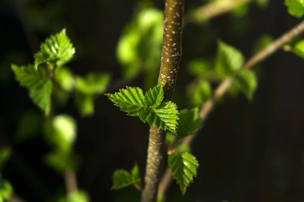 刚开花的小清新的绿色明亮的春天叶子在一个朦胧模糊的背景 — 图库照片