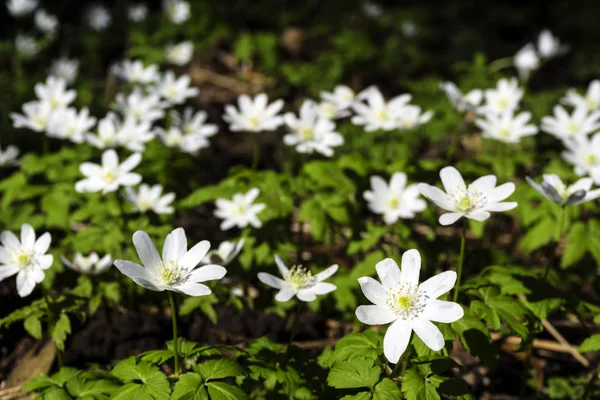 Białe Kwiaty Las Przebiśniegi Anemone Uralensis Zbliżenie Niewyraźne Ciemne Tło — Zdjęcie stockowe