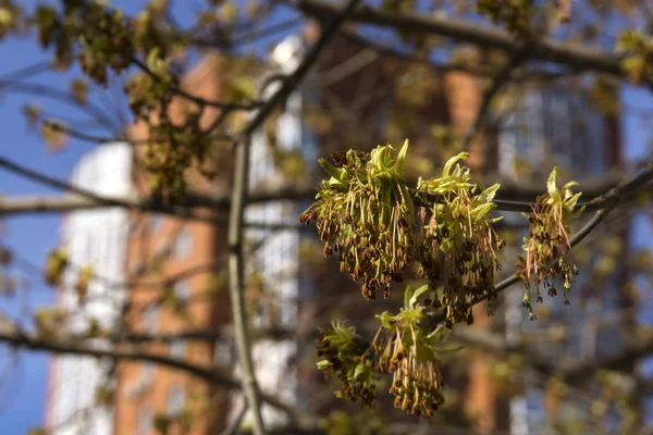 在一个模糊的城市背景上盛开的叶子和枫树的花粉芽 — 图库照片