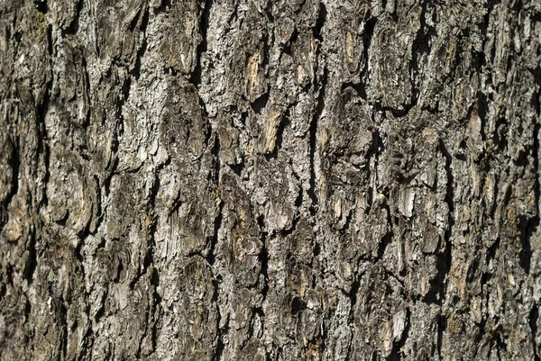 テクスチャ 灰色の大まかなモミの木の樹皮 — ストック写真