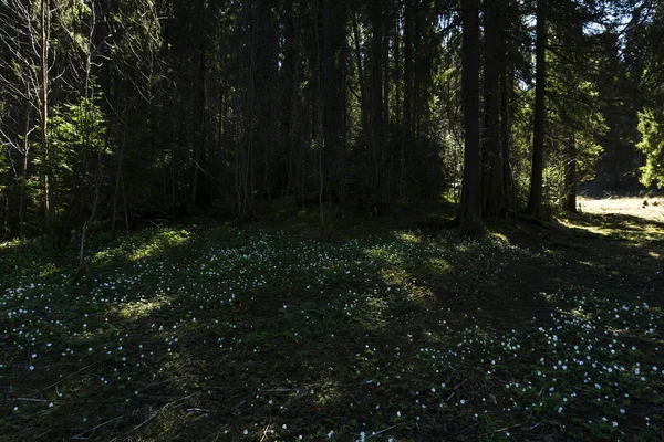 Claro Primavera Sombreado Bosque Abetos Cubierto Con Muchas Pequeñas Flores —  Fotos de Stock