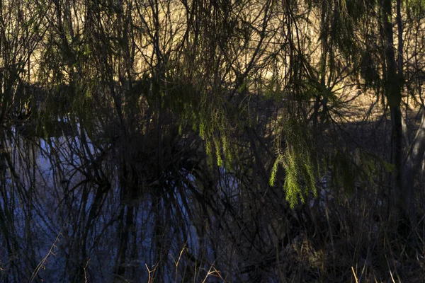 幽静的牛轭湖湖在春天河谷 覆盖着柳树灌木和云杉 专注于阳光明媚的云杉枝头绽放 — 图库照片