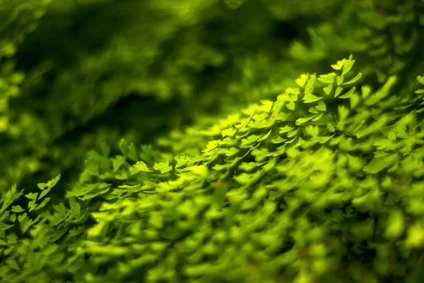 Квітковий Фон Набір Крихітних Яскраво Зелених Натуральних Листівок Папороті — стокове фото
