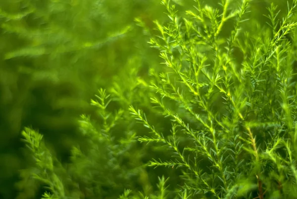 Fondo Floral Abstracto Verde Borroso Ramitas Naturales Plantas Tropicales Con —  Fotos de Stock