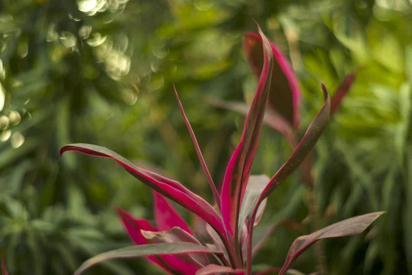 Blurry Tropical Floral Background Purple Cordyline Leaves Foreground — Stock Photo, Image