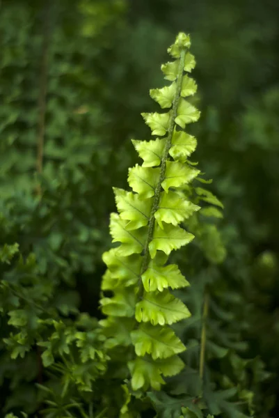 Ljusa Gröna Saftiga Färska Blad Ormbunke Faktiskt Nedsatt Moss Jungermannia — Stockfoto