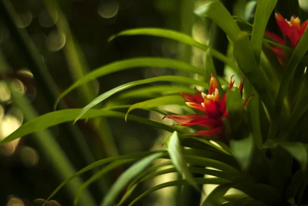 흐리게에 Guzmania Airplant 촬영의 — 스톡 사진