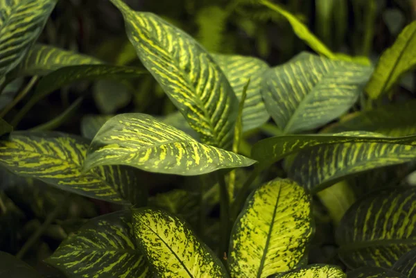 Fond Tropical Floral Avec Des Feuilles Colorées Motifs Dieffenbachia — Photo