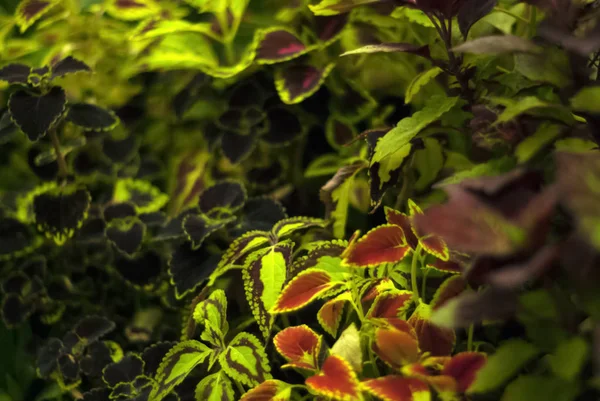 Φυτό Μέρει Θολή Φόντο Πολύχρωμα Φύλλα Από Διάφορα Είδη Coleus — Φωτογραφία Αρχείου