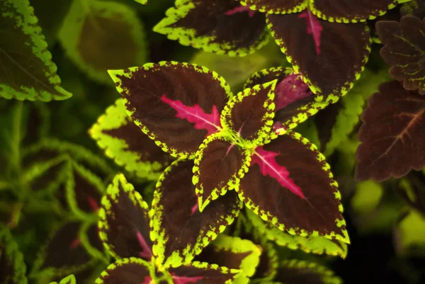 Fundo Tropical Floral Com Folhas Coloridas Estampadas Coleus — Fotografia de Stock