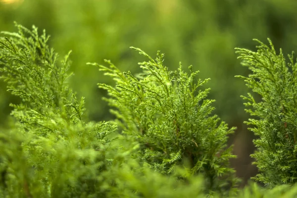 Fondo Floral Verde Borroso Con Arbustos Enebro Suelo Medio — Foto de Stock