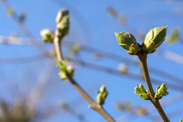 Barely Opened Spring Buds Young Leaves Tree Branch Close — Stock Photo, Image