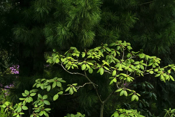 Fondo Del Bosque Brillante Arbusto Del Rododendro Altai Bajo Las —  Fotos de Stock