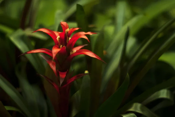 Bela Flor Vermelha Uma Guzmania Airplant Tufado Close Fundo Floral — Fotografia de Stock