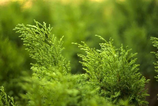 Fondo Floral Verde Borroso Con Arbustos Enebro Suelo Medio — Foto de Stock