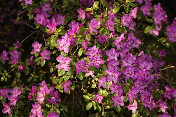 杜鹃丛中的 Ledebourii 春天的山林中盛开着紫色的花朵 — 图库照片