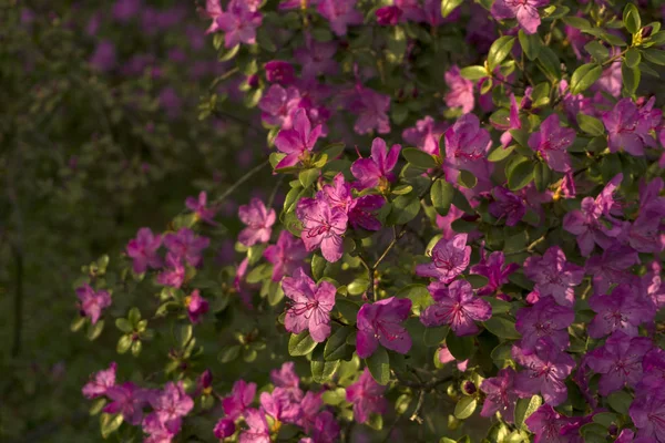 Arbustos Del Rododendro Ledebourii Floreciendo Con Flores Púrpuras Bosque Montaña — Foto de Stock