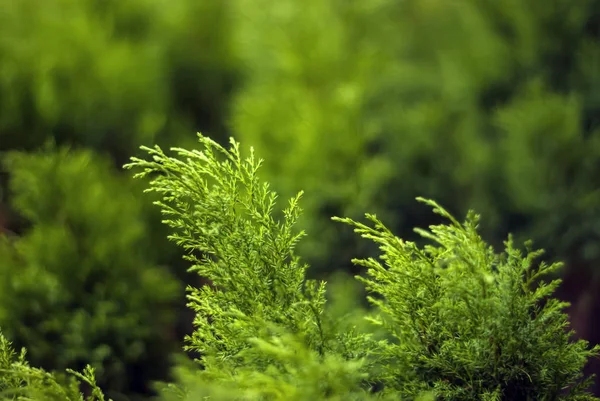 Fondo Floral Verde Borroso Con Arbustos Enebro Suelo Medio — Foto de Stock